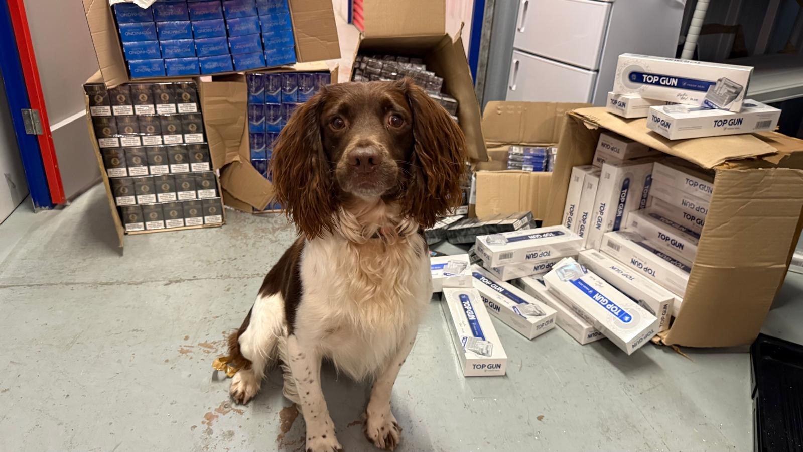 Griff the sniffer dog with some seized goods