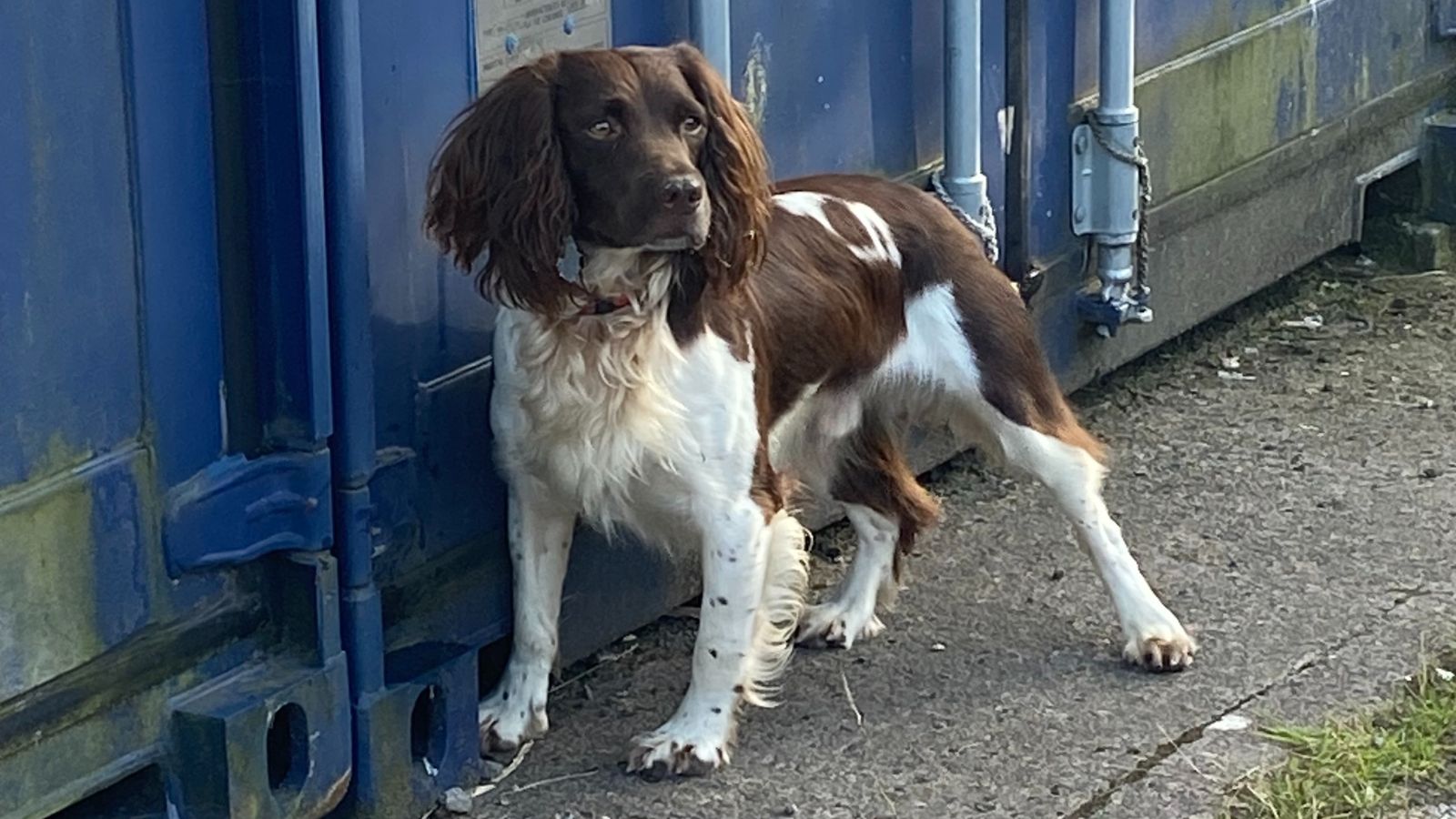 Griff the sniffer dog