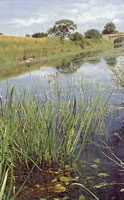 Accessible canal towpath in Cannock 