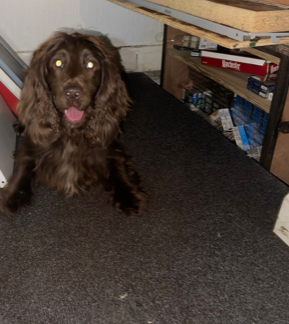 sniffer dogs Walsall