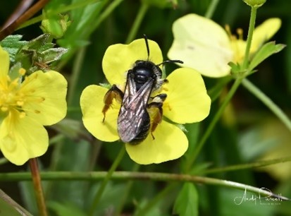 The tormentill mining bee. This photo was provided by Andy Purcell.  