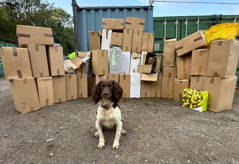 Image depicts one of the sniffer dogs in front of seized illicit tobacco found in a storage container.