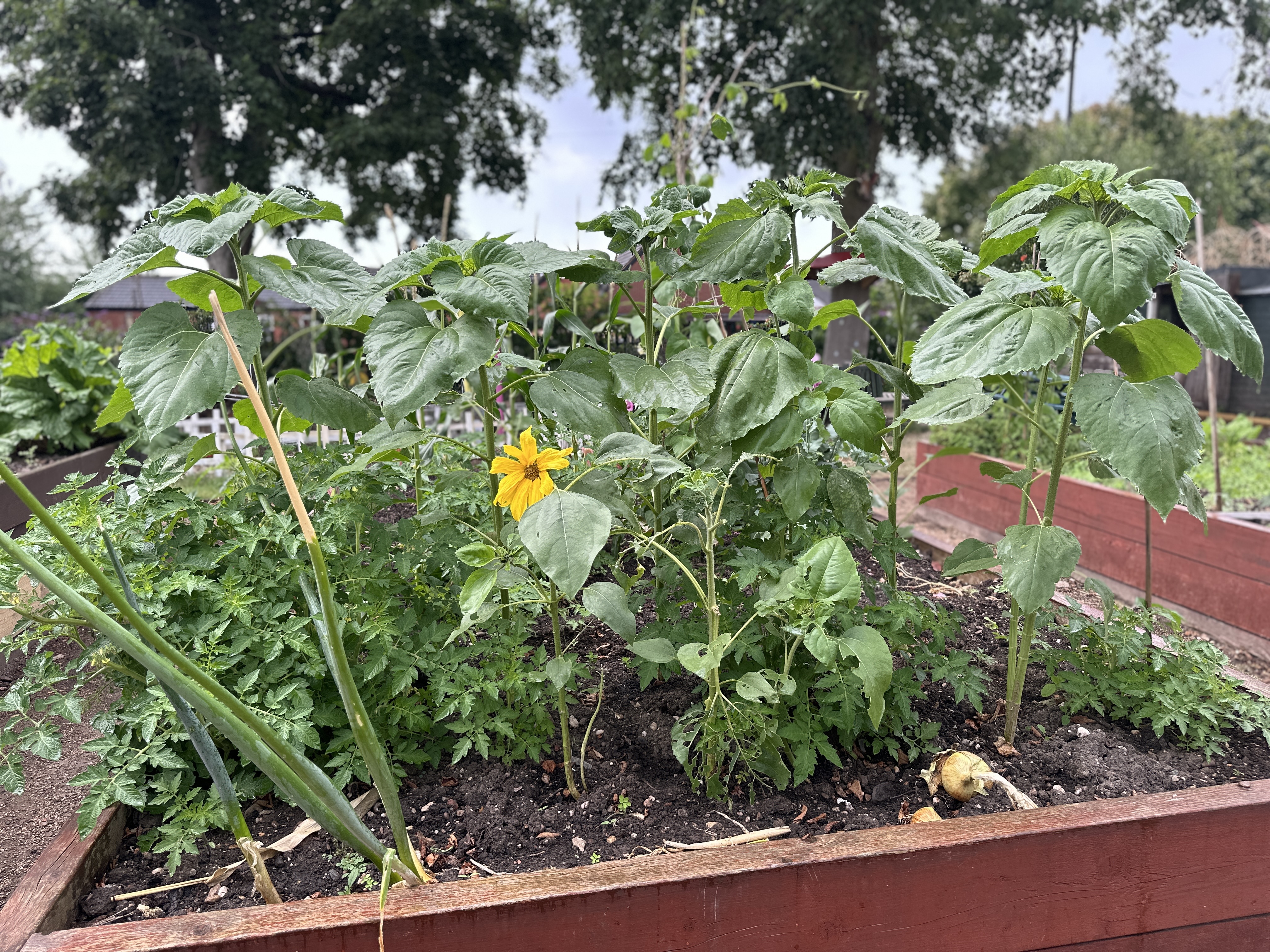 Plants in an allotment planter