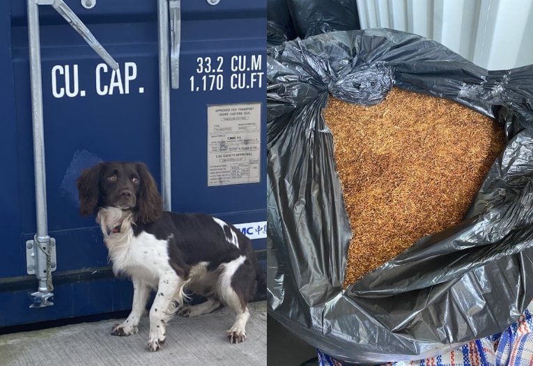 Image depicts two photographs, one of sniffer dog Griff outside a storage container and the second of a bag of loose tobacco.