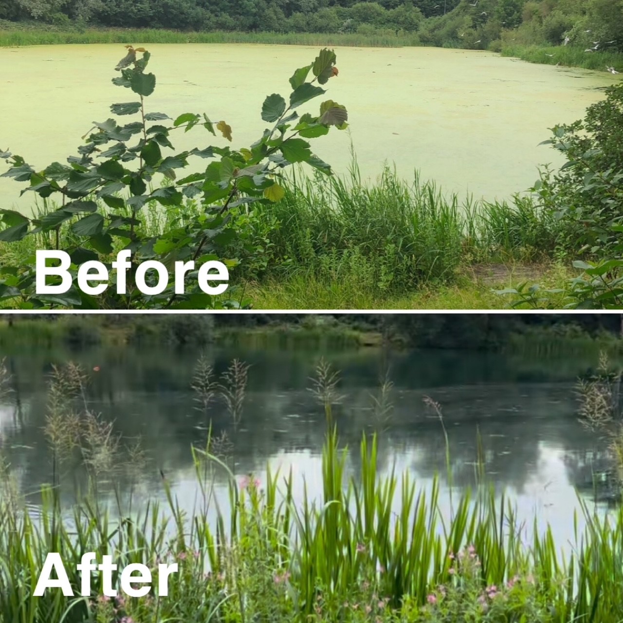 Baileys Pool before and after, showing water improvements 