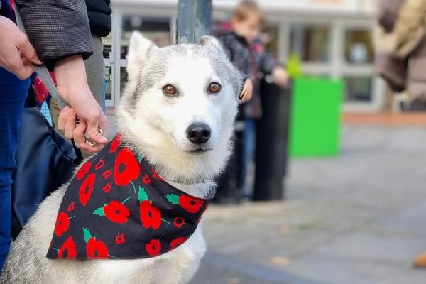 Meeka the dog wearing a poppy bandana
