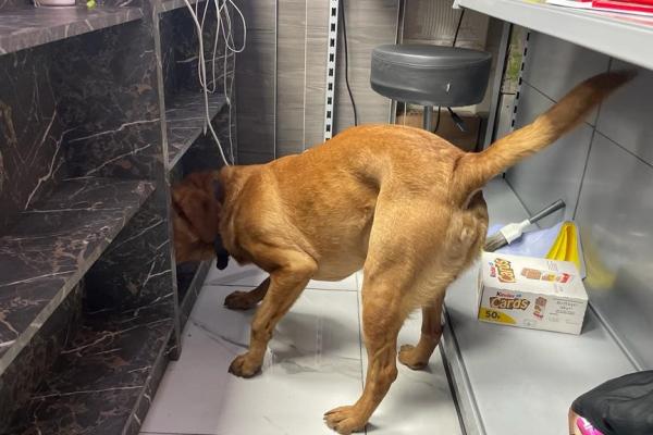 A yellow Labrador sniffing for illegal tobacco products inside a shop