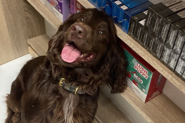 A brown cocker spaniel in front of shelves of illegal tobacco products