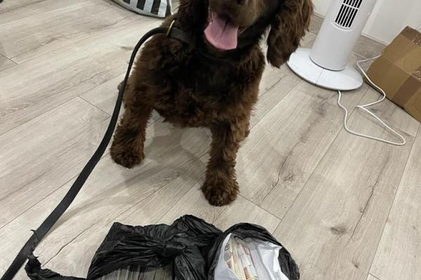 sniffer dog sitting by confiscated vapes in a bag