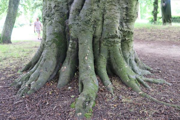 Beech Tree, Walsall Arboretum