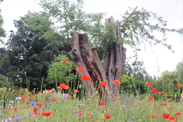 Hawthorn Tree & wild flowers