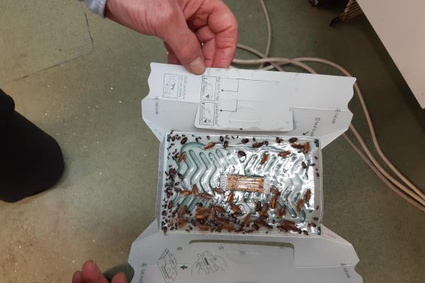 A cockroach trap containing dead cockroaches