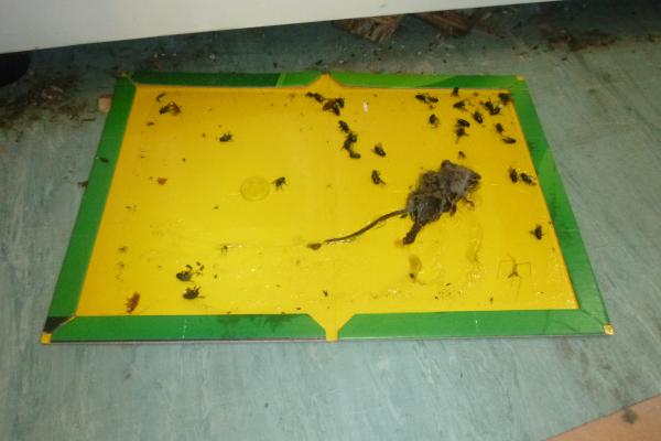 A sticky trap containing dead cockroaches and a  mouse