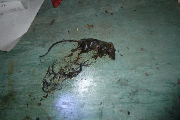 A deceased rat