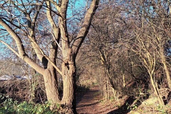 fibbersley nature reserve 