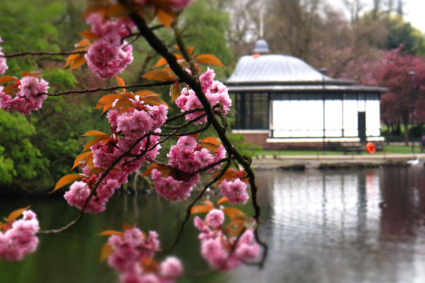 Tree blossom in front of the boat house on Hatherton Lake in Walsall Arboretum