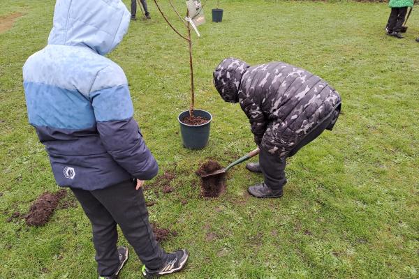 Planting 7 trees at Millfield Primary School in Brownhills. 