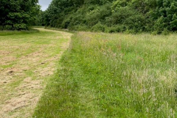 Uncut grass for rewilding and a cut pathway beside it at Walstead Park