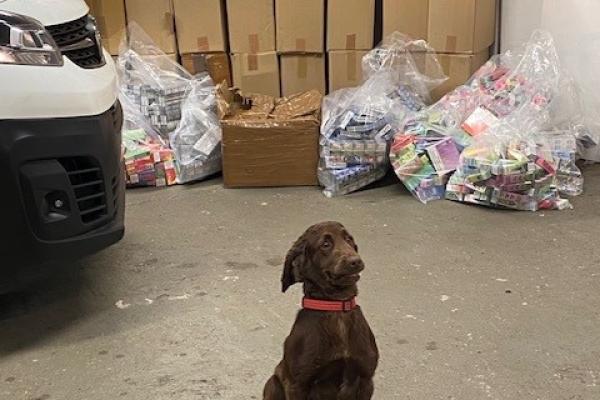 Image depicts Bran the sniffer dog in front of a storage concealment