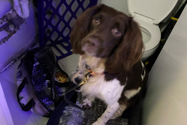 Image depicts one of the sniffer dogs finding a concealment of illicit tobacco.