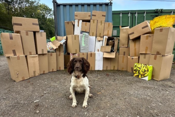 Image depicts one of the sniffer dogs in front of seized illicit tobacco found in a storage container.