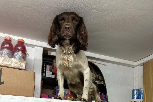 Image depicts a sniffer dog finding a concealment.