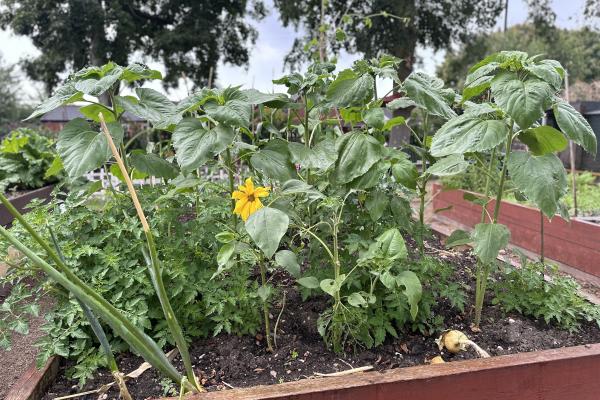 Plants in an allotment planter