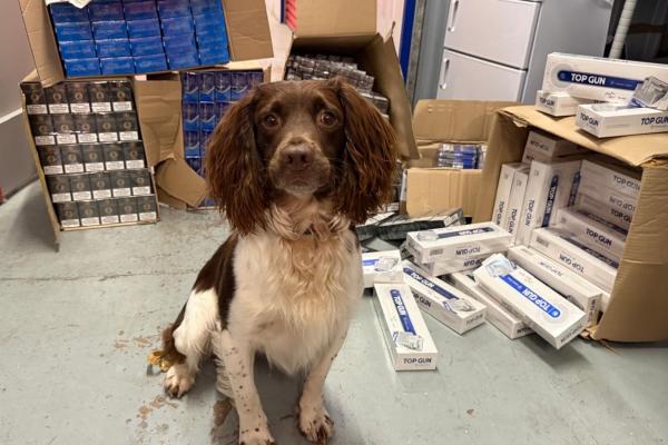 Griff the sniffer dog with some seized goods